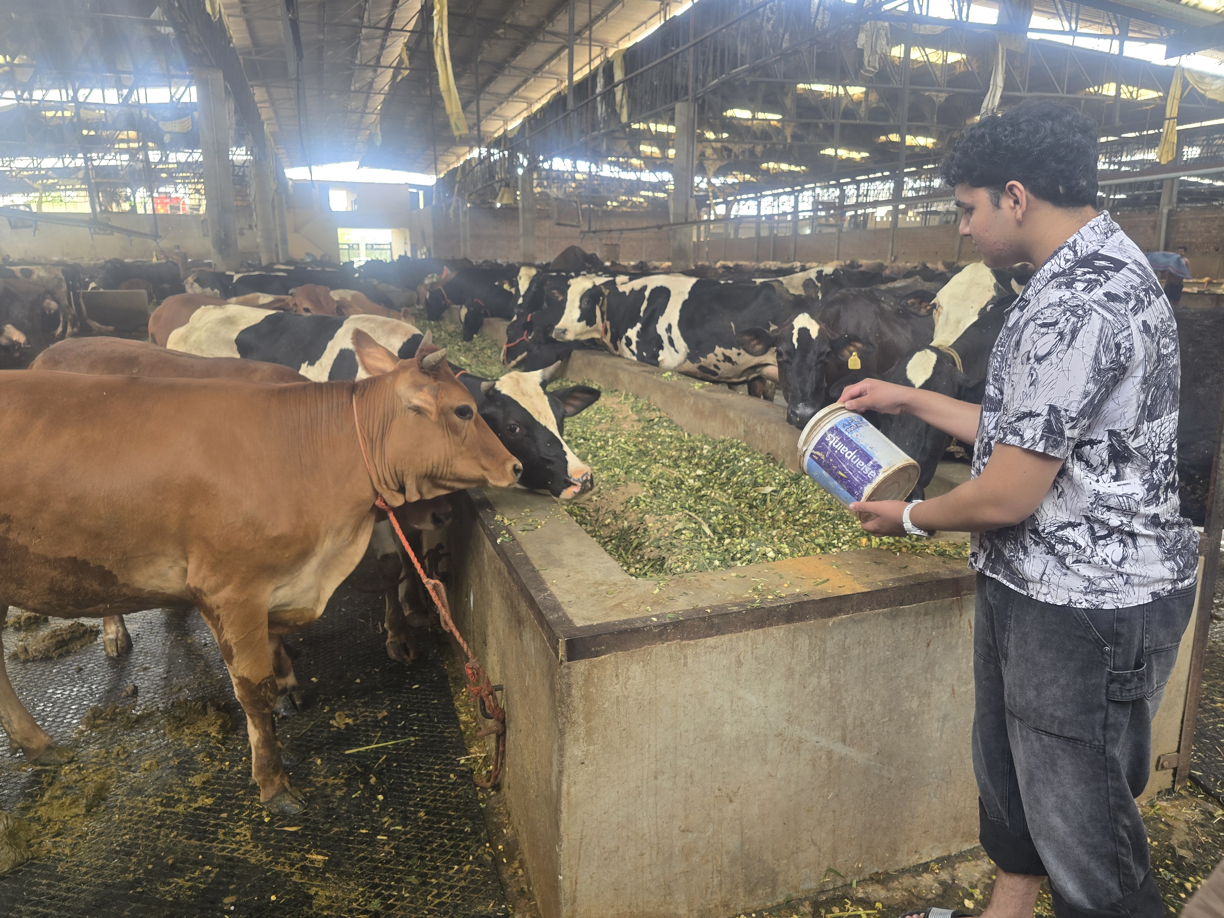 Feeding treated DDGS feed to a cow