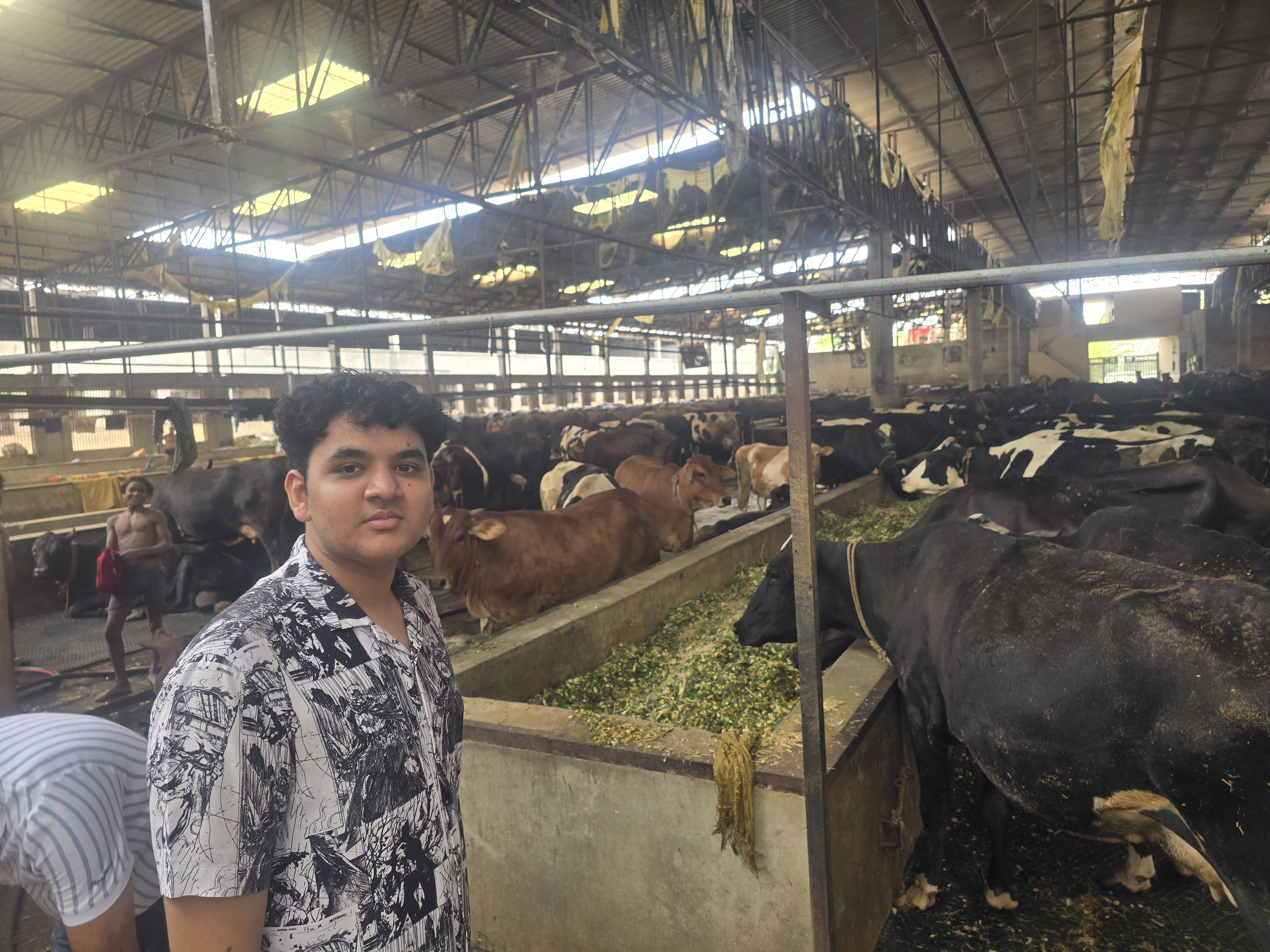 At the cattle trough during the DDGS pilot